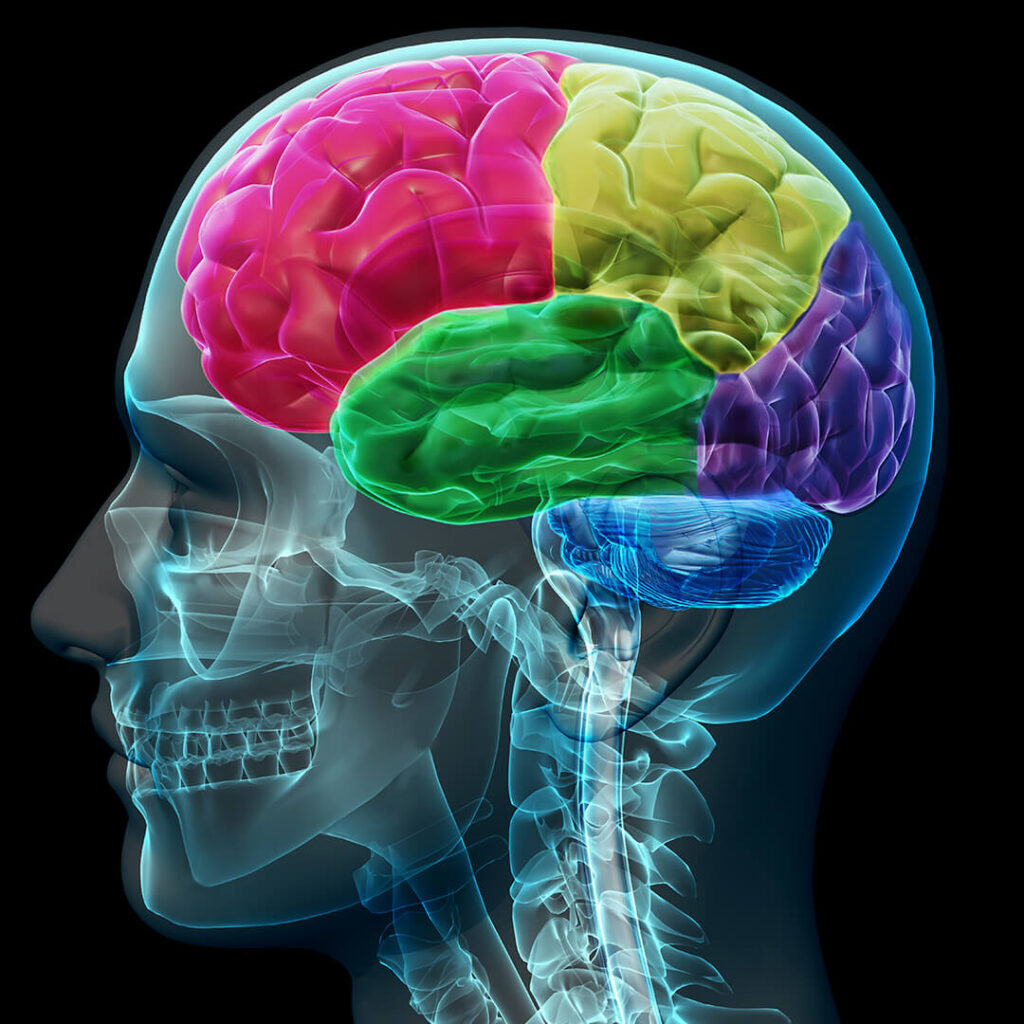 Anatomical illustration showing the left side of a human face, highlighting bones and a color-coded brain, depicting the targeted impact of Neurological Stem Cell Treatment on neuropathy and various neurological conditions.